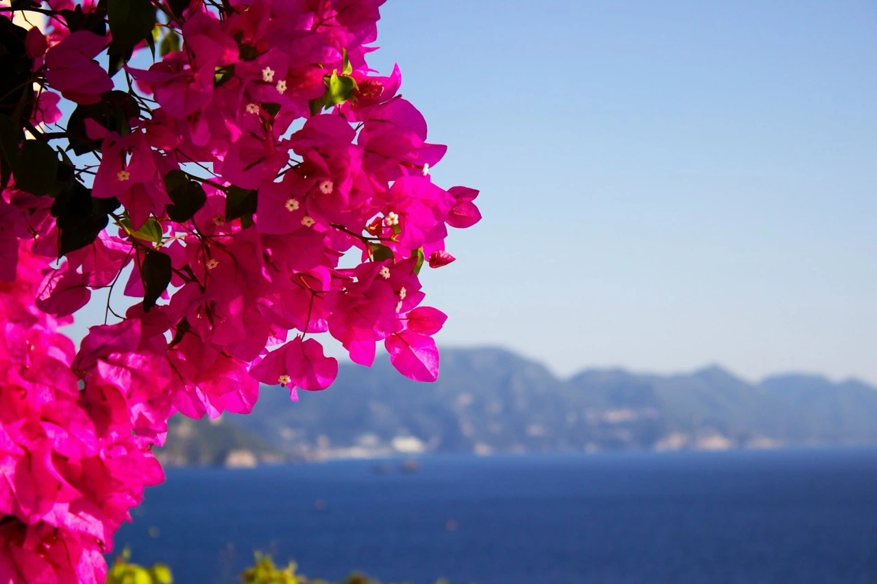 Stay in the most strategic location in Skiathos Town. Antelia Homes location combines the vibrant Skiathos Town with the peace and quiet of the surrounding area, with three apartment options. From couples to families, Antelia Homes caters to everyone's needs, ensuring your comfort during your stay in Skiathos Town.